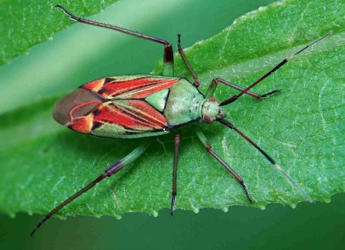 Réf. 260 034 : Actinonotus pulcher